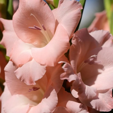Glaïeul Grande Fleur 'Cimarosa' - Gladiolus | Achat direct au producteur
