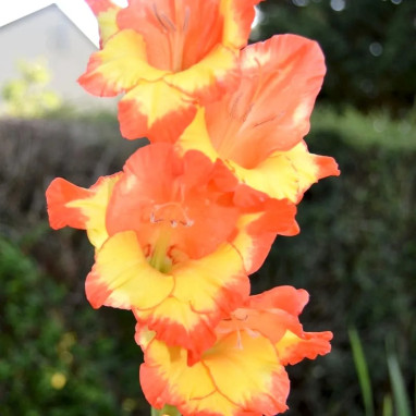 Glaïeul 'Conca d'Oro' - Gladiolus | Achat direct au producteur