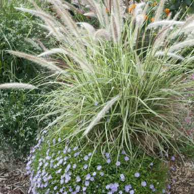 Pennisetum advena 'Sky Rocket' - Pennisetum | Achat producteur