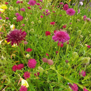 Knautia macedonica 'Red Knight' | Achat direct au producteur