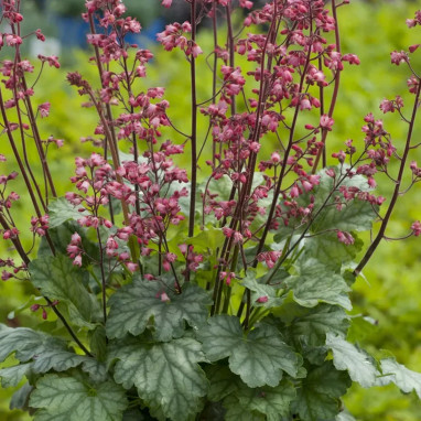 Heuchera 'Hercules' - Heuchera | Achat direct au producteur