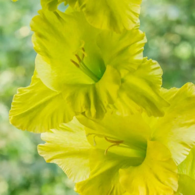 Glaïeul grande fleur 'Green Star' - Gladiolus | Achat producteur