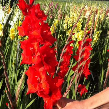 Glaïeul grande fleur 'Magma' - Gladiolus | Achat direct au producteur