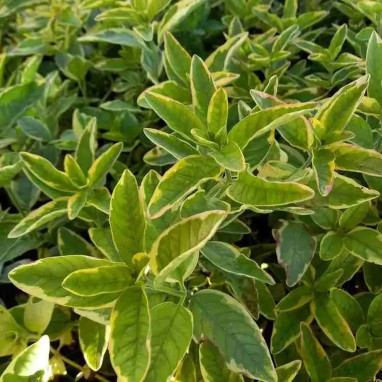 Lysimachia punctata Golden Alexander | Achat direct au producteur