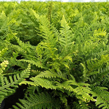 Polystichum aculeatum - Fougère | Achat direct au producteur