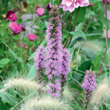 Liatris spicata violacea - Liatris | Achat direct au producteur