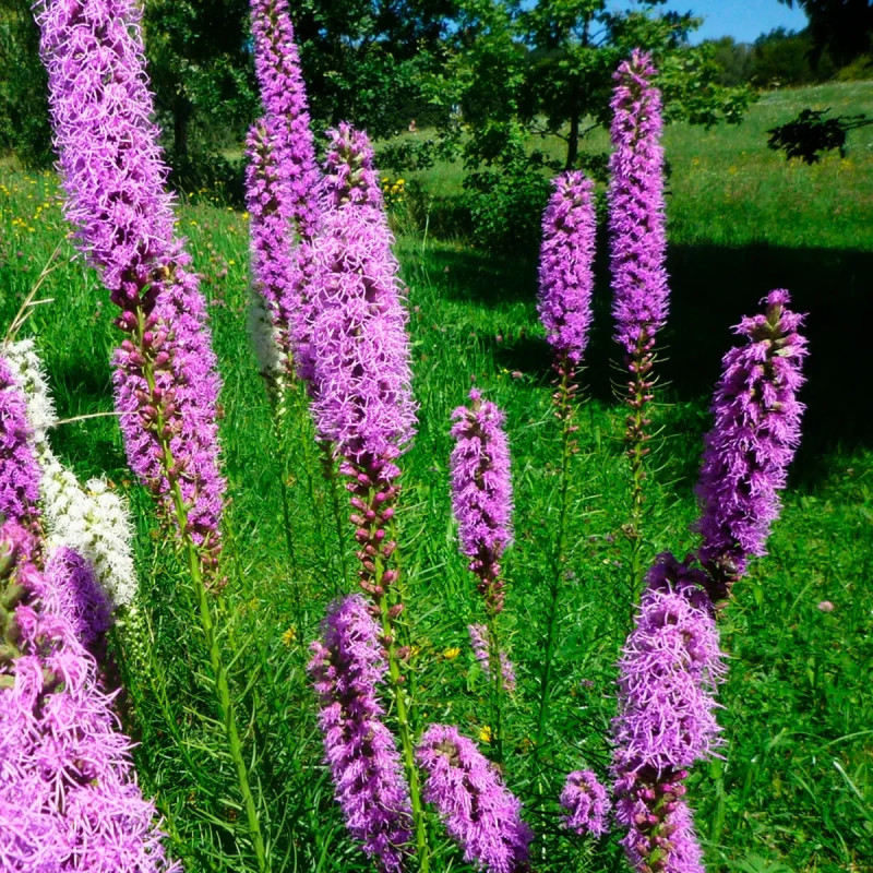 Liatris spicata violacea - Liatris | Achat direct au producteur