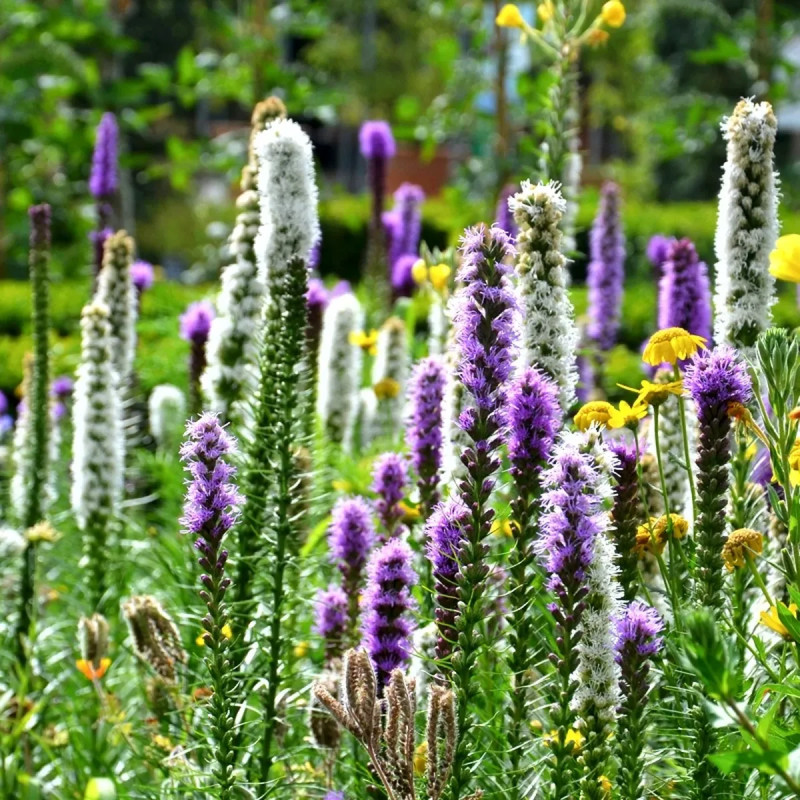 Liatris spicata violacea - Liatris | Achat direct au producteur