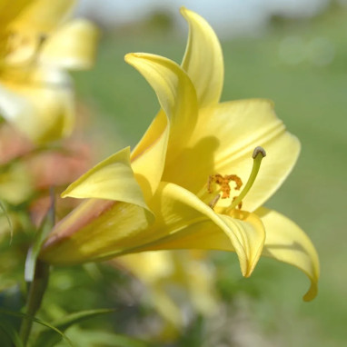 Lis Trompette Golden Splendour - Lilium | Achat direct au producteur