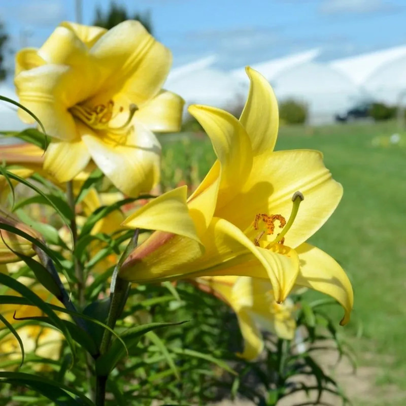 Lis Trompette Golden Splendour - Lilium | Achat direct au producteur