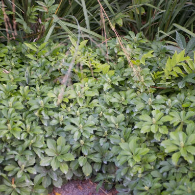 Pachysandra terminalis 'Green Carpet' | Achat direct au producteur