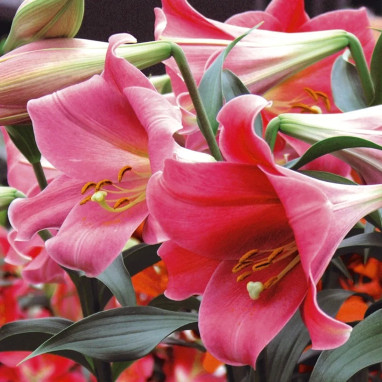 Lis trompette 'Pink Perfection' - Lilium | Achat direct au producteur