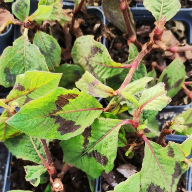 Polygonum filiformis - Persicaria | Achat direct au producteur