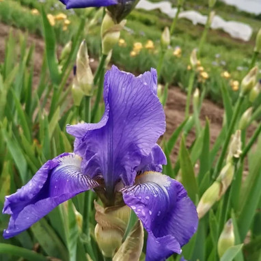 Iris germanica 'Harbor Blue' - Iris | Achat direct au producteur