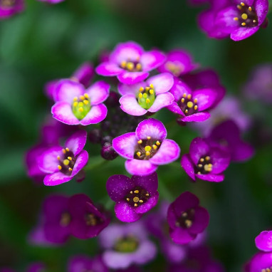 Alysse 'Purple Shades' - Lobularia maritima | Achat direct producteur