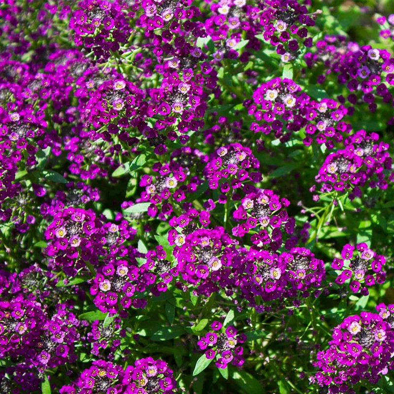 Alysse 'Purple Shades' - Lobularia maritima | Achat direct producteur