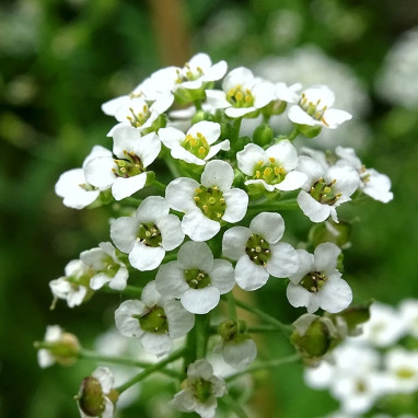 Alysse odorante 'Corbeille d'argent' - Lobularia | Achat producteur