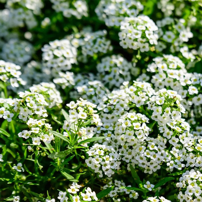 Alysse odorante 'Corbeille d'argent' - Lobularia | Achat producteur