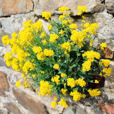 Corbeille d'or - Aurinia saxatilis | Achat direct au producteur