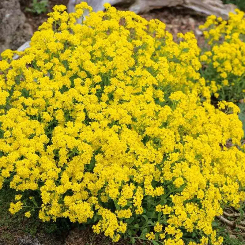 Corbeille d'or - Aurinia saxatilis | Achat direct au producteur
