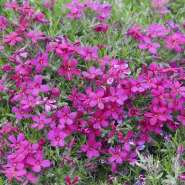 Phlox subulata 'Temiskaming' - Phlox | Achat direct au producteur