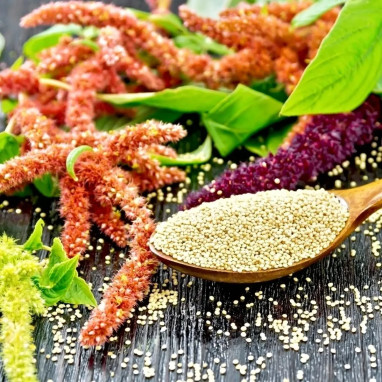 AMARANTE Queue-de-Renard - Amaranthus | Achat direct au producteur