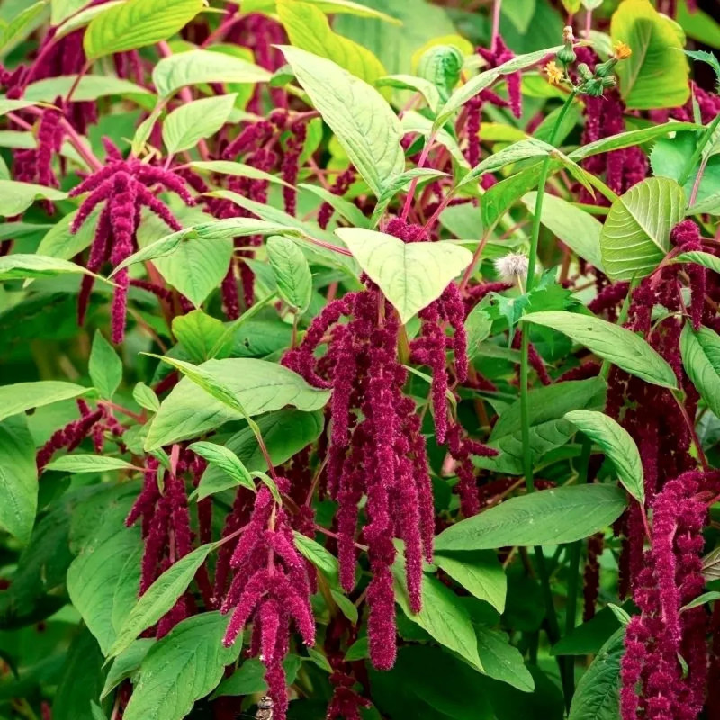 AMARANTE Queue-de-Renard - Amaranthus | Achat direct au producteur