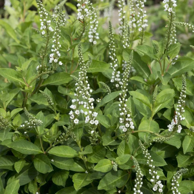 Lysimachia 'Candela' - Lysimachia | Achat direct au producteur