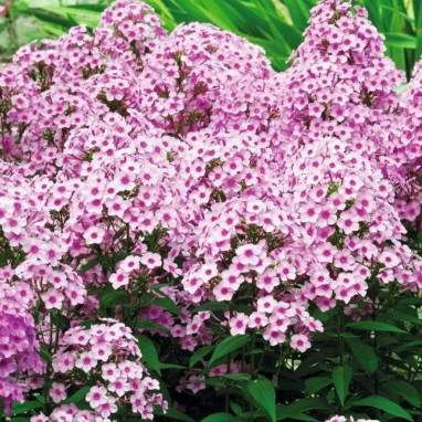 Phlox paniculata 'Eva Cullum' - Phlox | Achat direct au producteur