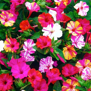Mirabilis jalapa 'Striée Mélange' - Mirabilis | Achat direct au producteur