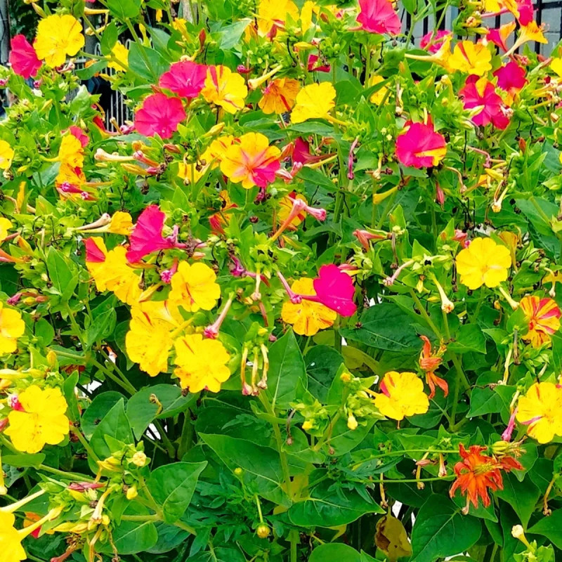 Mirabilis jalapa 'Striée Mélange' - Mirabilis | Achat direct au producteur