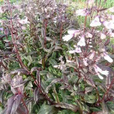 Penstemon 'Dark Towers' | Achat direct au producteur