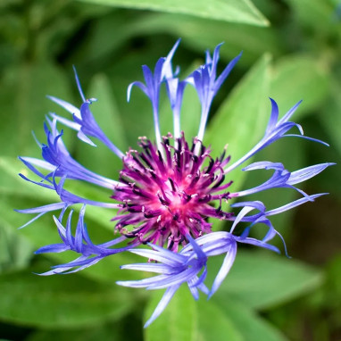 Centaurée des montagnes - Centaurea montana | Achat direct au producteur