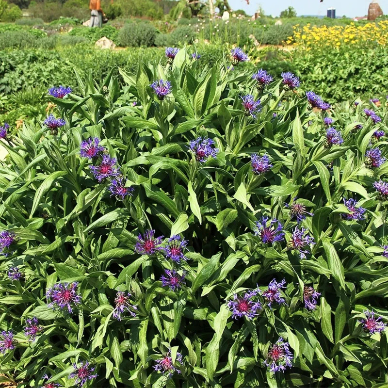 Centaurée des montagnes - Centaurea montana | Achat direct au producteur