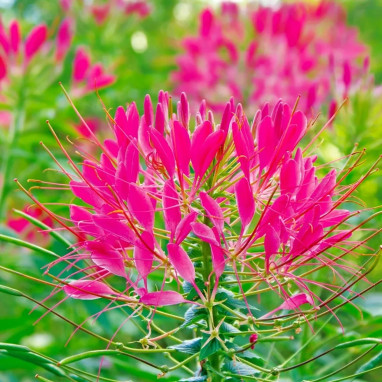 Cléome épineux 'Cherry Queen' - Cleome | Achat producteur