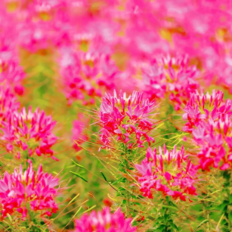 Cléome épineux 'Cherry Queen' - Cleome | Achat producteur