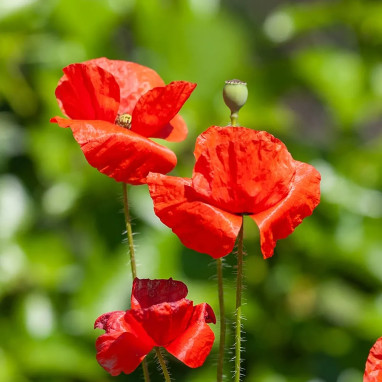 Coquelicot simple rouge BIO - Papaver rhoeas | Achat producteur