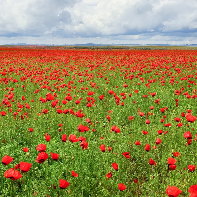 Coquelicot simple rouge BIO - Papaver rhoeas | Achat producteur