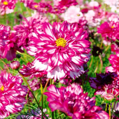 Cosmos Double Click bicolor violet - Cosmos | Achat direct au producteur