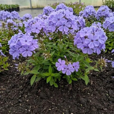 Phlox stolonifera 'Sweet Seduction Blue' | Achat producteur