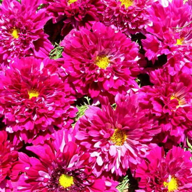 Cosmos 'Cranberries' Double Click - Cosmos | Achat direct au producteur