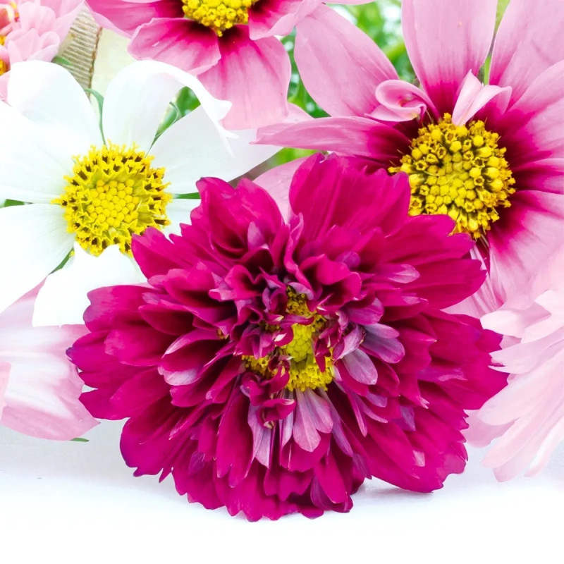 Cosmos 'Cranberries' Double Click - Cosmos | Achat direct au producteur
