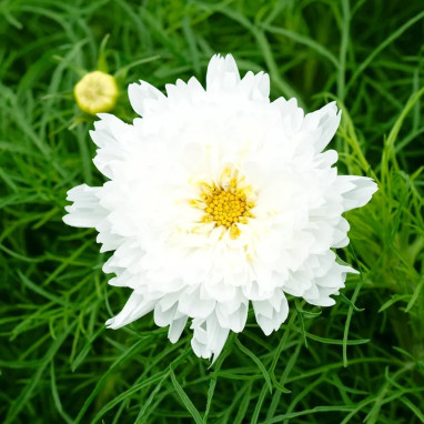 Cosmos Double Click 'Snow Puff' - Cosmos | Achat direct au producteur