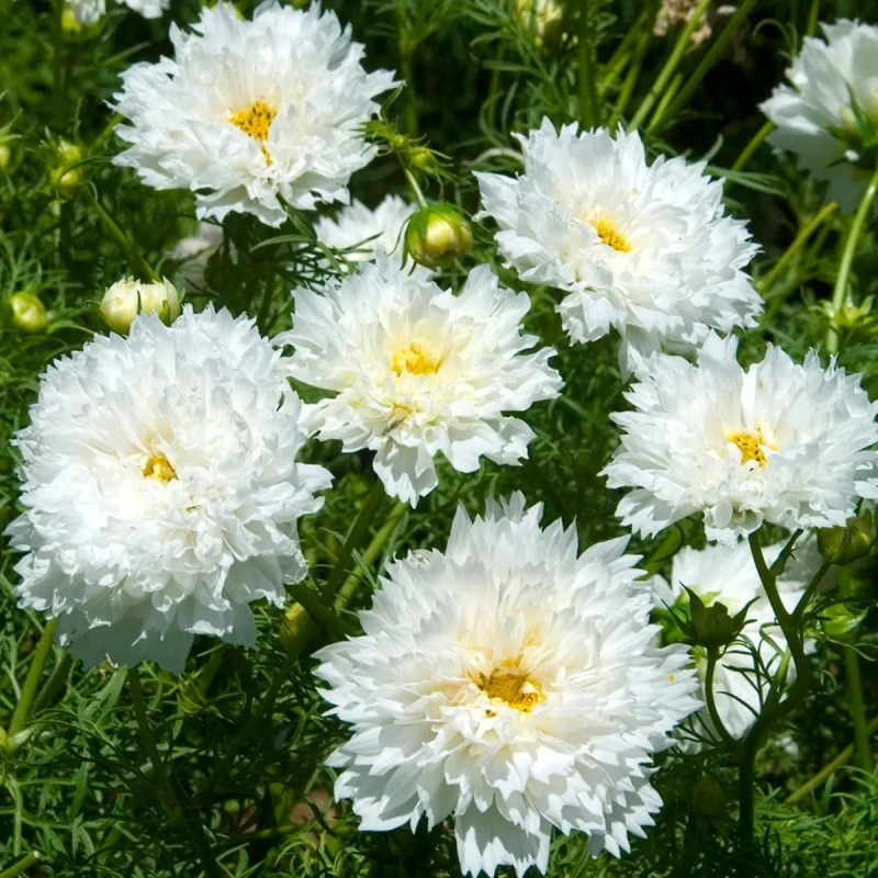 Cosmos Double Click 'Snow Puff' - Cosmos | Achat direct au producteur
