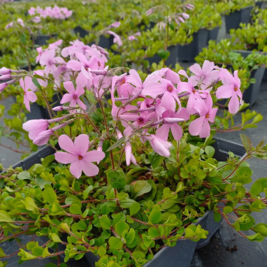 Phlox stolonifera 'Sweet Seduction Pink' - Phlox | Achat producteur