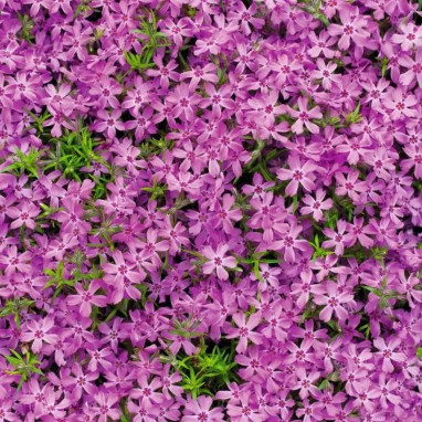 Phlox subulata 'Crimson Beauty' - Phlox | Achat direct au producteur