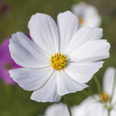 Cosmos 'Purity White' - Cosmos bipinnatus | Achat producteur