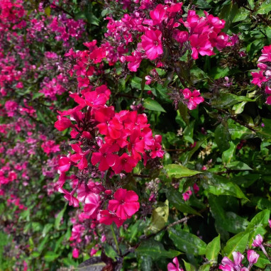 Phlox paniculata 'Starfire' - Phlox | Achat direct au producteur