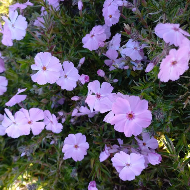 Phlox subulata 'Phloxtrot Pink'® - Phlox | Achat direct au producteur