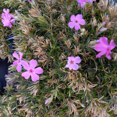 Phlox subulata 'Drummond's Pink' - Phlox | Achat direct au producteur
